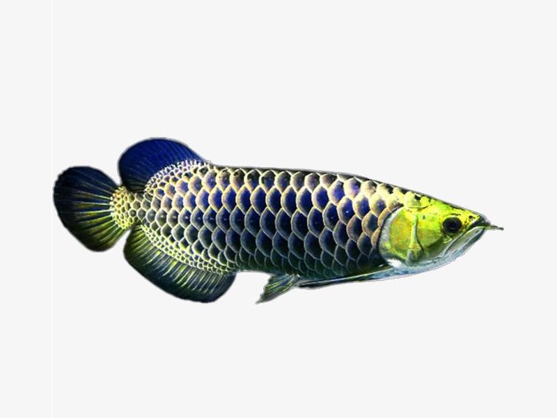 Slovakia Golden head blue bottom Golden Arowana