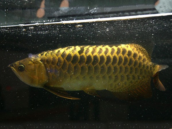 Slovakia Thick framed Golden Arowana