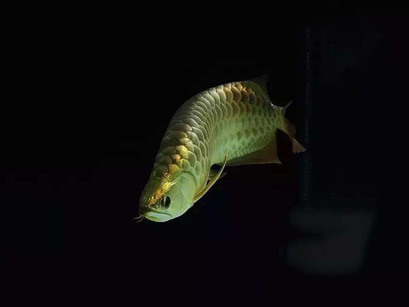 Slovakia B. Golden Arowana