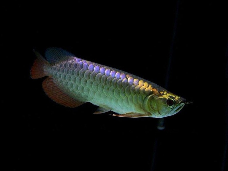 Slovakia Golden Arowana with purple background