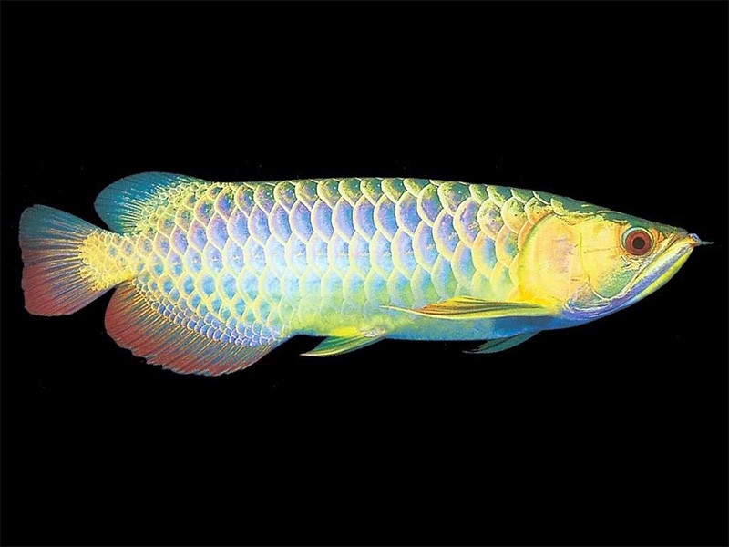 Slovakia Colorful Golden Arowana