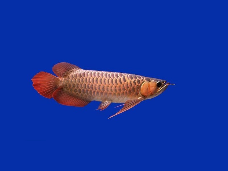 Slovakia Over backed Golden Arowana