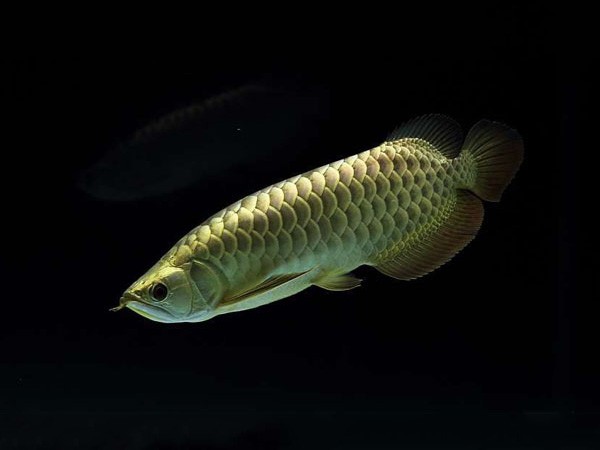 Slovakia Golden headed Arowana