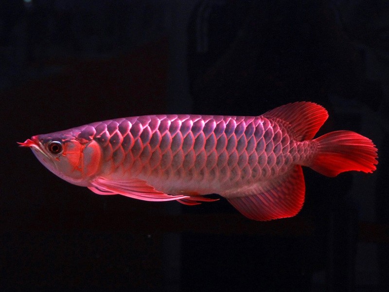 Slovakia Race red Arowana