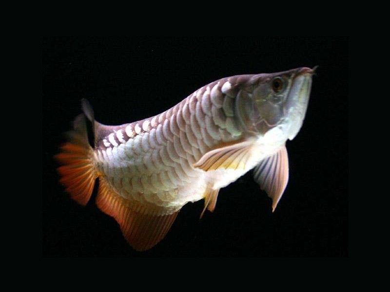 Slovakia High backed Golden Arowana