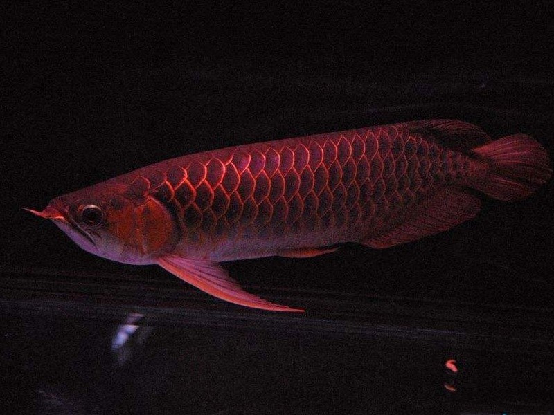 Slovakia Red arowana with thin frame