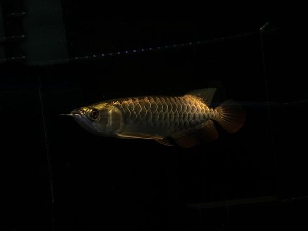 Slovakia Fine framed Golden Arowana