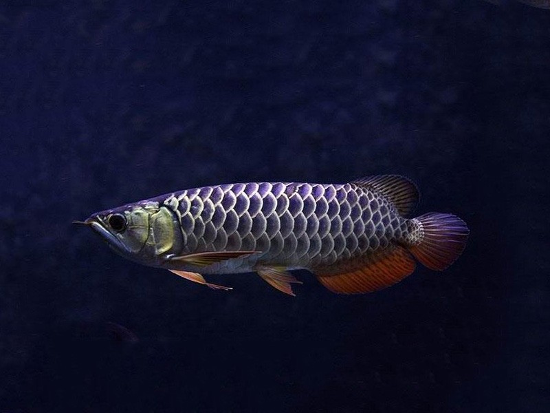 Slovakia Blue bottom Golden Arowana