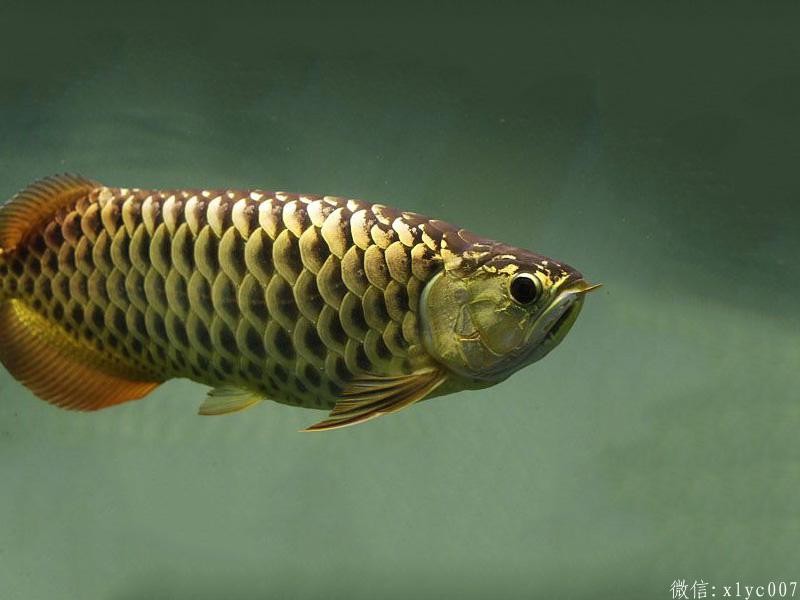 Slovakia Chocolate Arowana