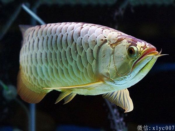 Slovakia golden arowana priceGolden Arowana