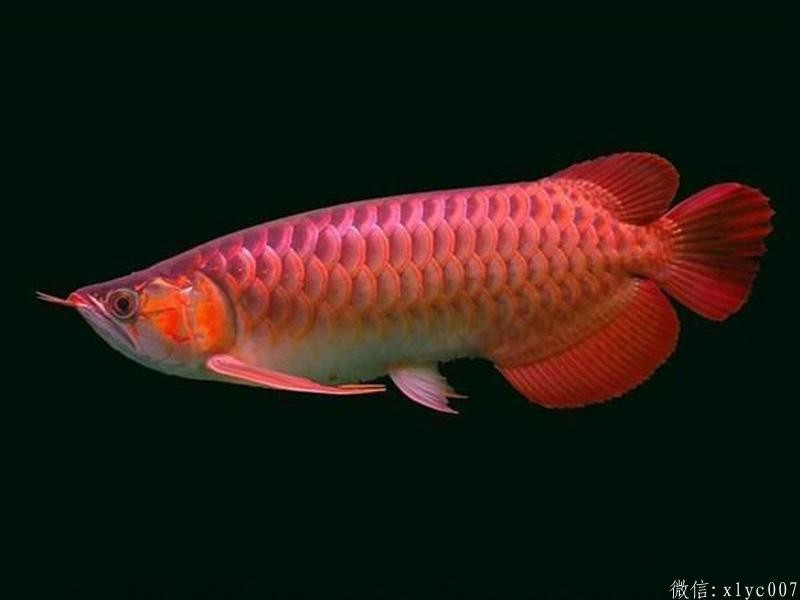 Slovakia Chili Red Arowana