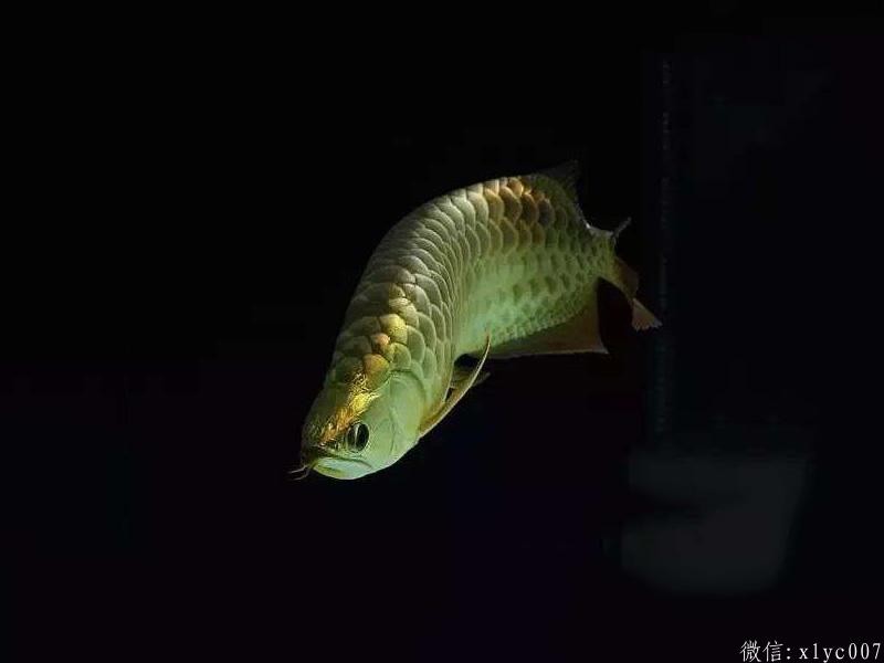 Slovakia B over gold arowana