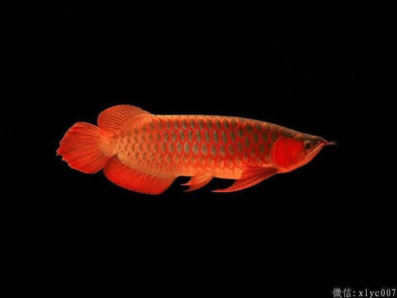 Slovakia Red Arowana