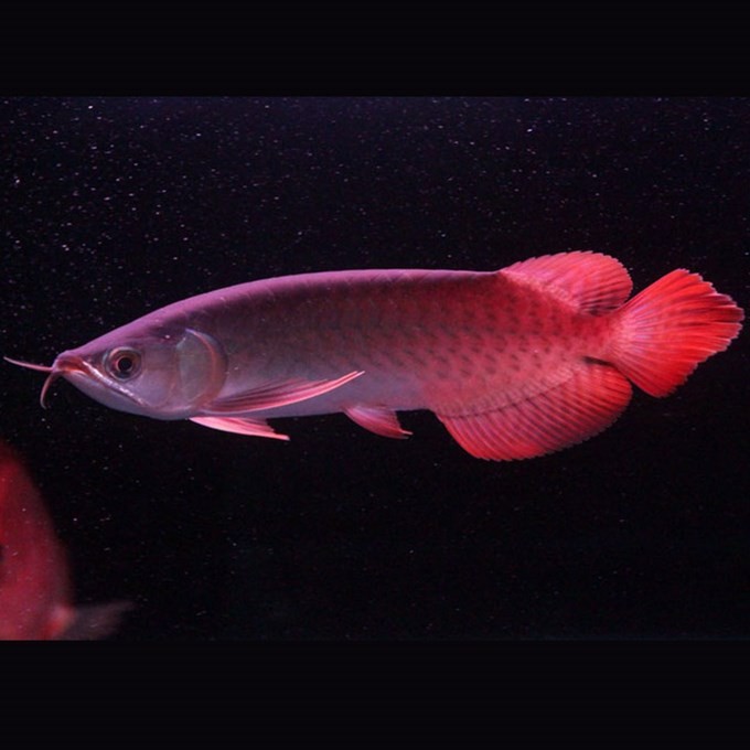 Slovakia Indonesian Red Arowana