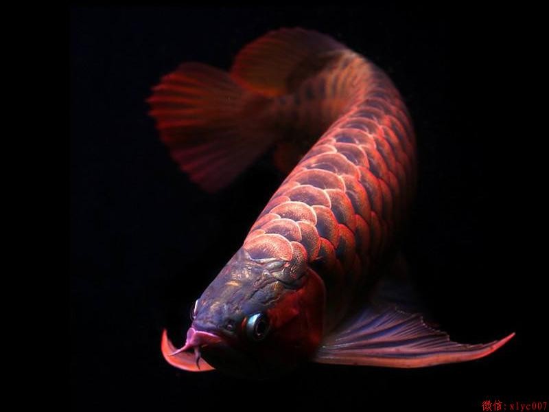 Slovakia Orange Red Arowana