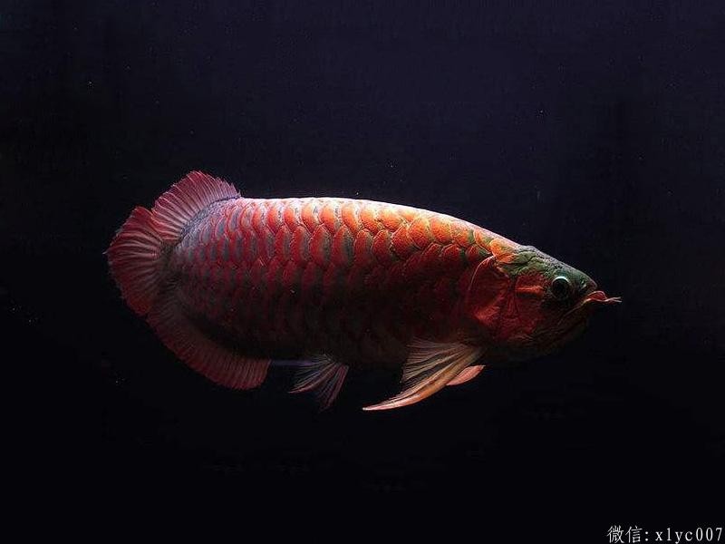 Slovakia Thick frame red dragon fish