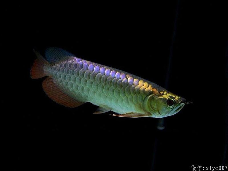 Slovakia Purple-backed Arowana