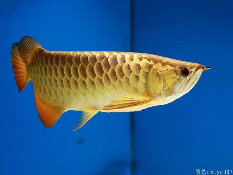 Slovakia Overback Arowana