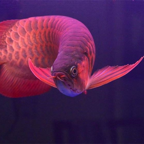 Slovakia SUPER RED AROWANA