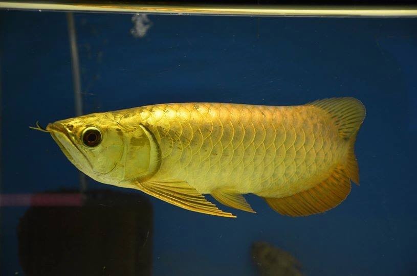 Slovakia 24k Golden Arowana