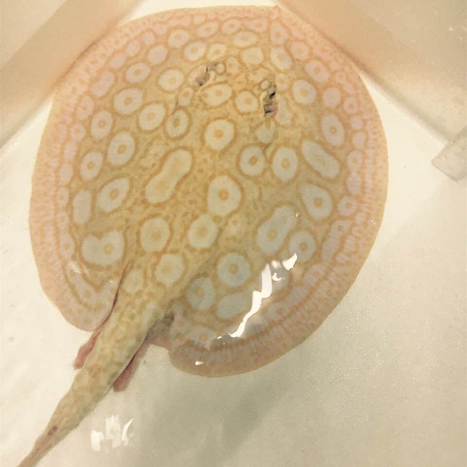 Slovakia ALBINO PEARL STINGR