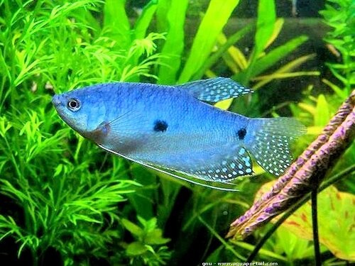 Slovakia Gouramis+fish