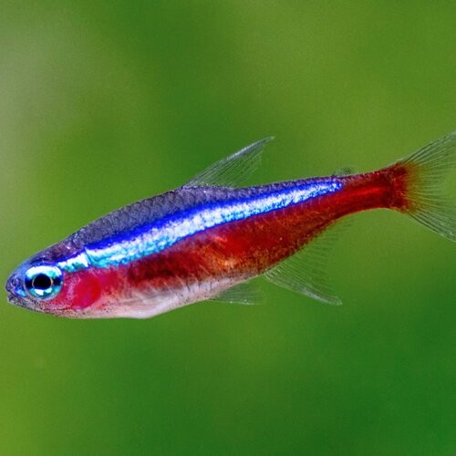 Slovakia Red+neon+tetra