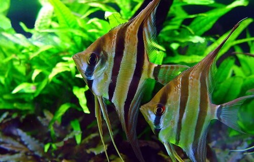 Slovakia Angelfish